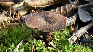 4K Coltricia cinnamomea Mushroom Identification [upl. by Asyla]