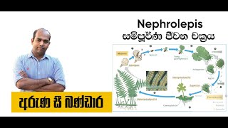 life cycle of Nephrolepis [upl. by Jarlath]