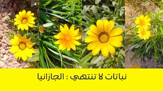 نباتات لا تنتهي  الجازانيا [upl. by Noffihc]