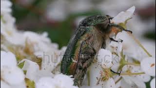 stock footage green rose chafer cetonia aurata beetle feeds on nectar of spirea flowers green big bu [upl. by Ahsitan]