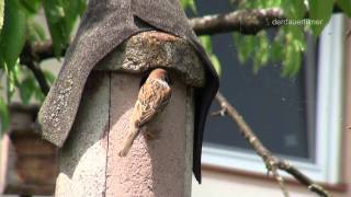 Familie Spatz bewohnt einen Meisenkasten [upl. by Aicirpac467]