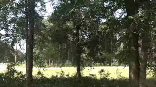 5 acres For Sale  North Florida Land For Sale [upl. by Nolyak536]