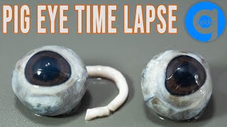 Pig Eye Time Lapse  Rotting Time Lapse [upl. by Divadleahcim]