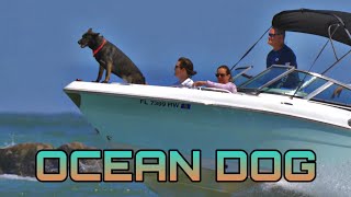 Dog Takes A Ride In the Boat 🐶🐾  Fort Pierce Inlet Jetty [upl. by Dleifrag]