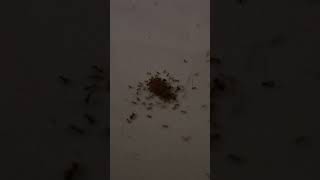 TimeLapse ants eating Kyochon Chicken part 1 [upl. by Imhskal]