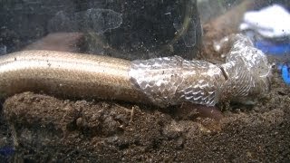 Slow worm shedding skin [upl. by Nhor]