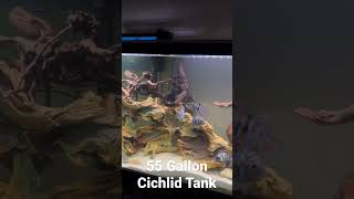 55 Gallon Cichlid Tank [upl. by Wehhtam]