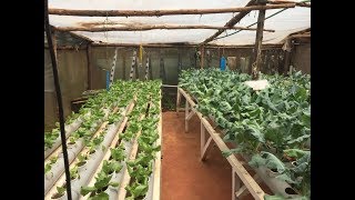 Hydroponics farming system in Kenya  part 1 [upl. by Aerdnaz]