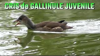 Cris de GALLINULE juvénile  Adultes qui mangent [upl. by Bixby]