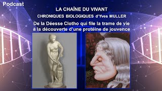 Podcast 8  De la Déesse Clotho qui file la trame de vie à la découverte dune protéine de jouvence [upl. by Nnylsoj269]