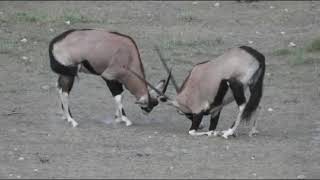 Stolzenberg Hunting Namibia [upl. by Anitsud]