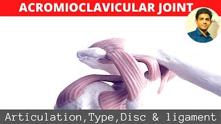 ACROMIOCLAVICULAR JOINTSHOULDER BIOMECHANICS Part 1 [upl. by Orimar]