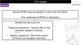 A Level Biology  5135  Synapses [upl. by Wack]