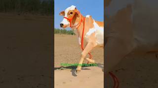 Jumping Most Beautiful and Biggest Pakistani Cow of Punjab dairy farm for💕 2025viral trending [upl. by Klotz451]