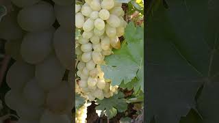 Harvest A Close Up Look at Ripe Vineyard Grapes grapeharvest grapewine [upl. by Strickman]