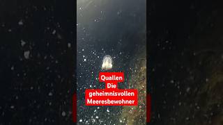 Quallen – Die geheimnisvollen Meeresbewohner 🌊qualle naturwunder meerestiere biology facts [upl. by Ainwat188]