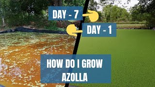 How do I grow azolla  Gowing azolla step by step  KRP farm [upl. by Adyan]