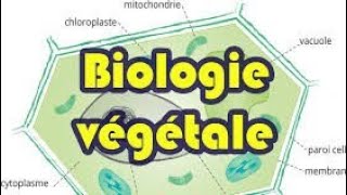 Biologie végétale  lappareil végétatif des thallophytes  larchéthalle شرح سهل و مبسط [upl. by Asenav505]