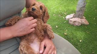 australian labradoodle puppys 8 weeks [upl. by Nossaj755]