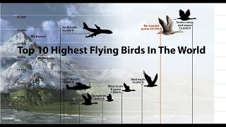 Top 10 Highest Flying Birds In The World [upl. by Lilith]