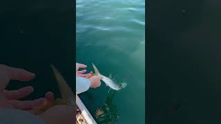 nice barracuda in newport harbor fishing shorts [upl. by Haissem]