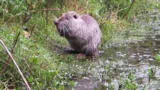 Coypu Bishopstown Cork Ireland 1516 July 2015 [upl. by Akimet142]