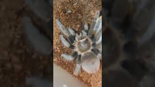 tarantula spiderTliltocatl vagans [upl. by Marabel576]