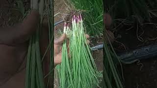 quality onion seedlings transplanting [upl. by Sitarski]