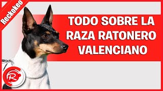 Todo sobre la raza ratonero valenciano [upl. by Anekahs623]