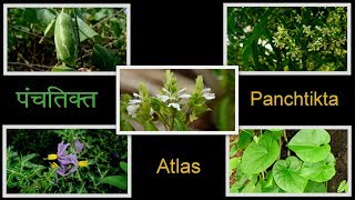 पंचतिक्त Pancha Tikta atlas [upl. by Anali]