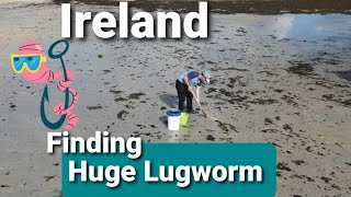 Digging lugworm find lugworm fishing bait [upl. by Nylorac138]