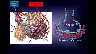 Intravenous Vitamin C Pathway to a New Therapy to Save Lives [upl. by Aerdied]