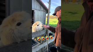 funny llama spitting 🤣 petlover nature funnyanimals [upl. by Lorenz]