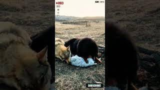 Aggressive Tibetan mastiff dog vs wolf shorts ytshorts viralshorts wolf tibetanmastiff [upl. by Yehsa]