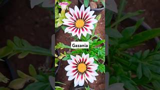 Gazania is a genus of flowering plants in the family Asteraceae native to Southern Africa [upl. by Tletski]