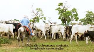 Video 3  ¿Es necesaria la vacunación para estar libre de fiebre aftosa [upl. by Hylton]