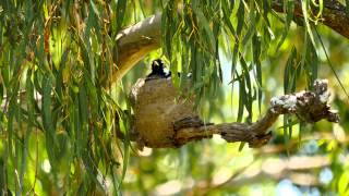 Magpie Larks Grallina cyanoleuca ♀♂ nesting  Drosselstelzen nisten [upl. by Nomsed65]