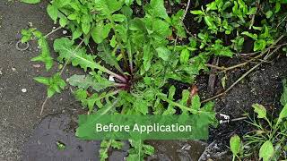 Natural Weed Control How Hot Water Safely Eliminates Weeds [upl. by Alisa709]