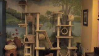 Timelapse of cats on big cat tree [upl. by Steele]