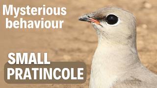 Small Pratincole deception behaviour [upl. by Leipzig]