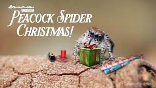 A Peacock Spider Christmas [upl. by Drahcir]