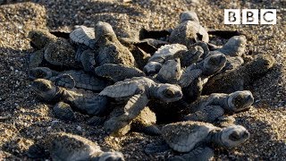 Baby turtles first steps  BBC [upl. by Isak]