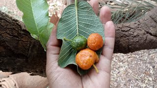 MamacadelaBureré o fruto da saúde da pele [upl. by Siloa609]