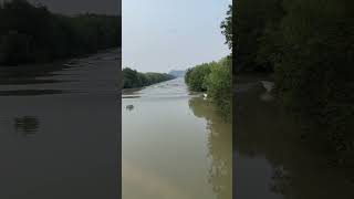 River water flowing in jungle  shortsvideo [upl. by Norty]