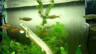 Bichir Giant Danios Barbs [upl. by Enaed]