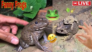 Wep wep catching froggy funny  Try dont laugh catch frogs🐸 [upl. by Avitzur]