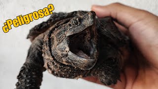 La tortuga exótica mas polémica  HÍBRIDOS ¿No deberían existir [upl. by Eelynnhoj]