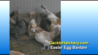 Easter Egg Bantam Chicken Breed Breeder Flock [upl. by Heddi]