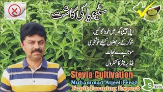 How to Grow Stevia l Stevia Ke Kasht II Health Benefits of Stevia Fruit Farming Expert [upl. by Howund598]