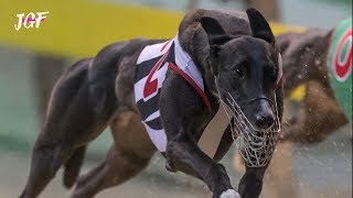 Greyhound  The Fastest Dogs in the World [upl. by Katha]